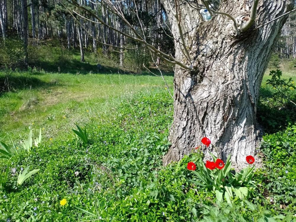 Penzion Litohlavy 17 - Na Samote U Lesa Králŭv Dvŭr 외부 사진